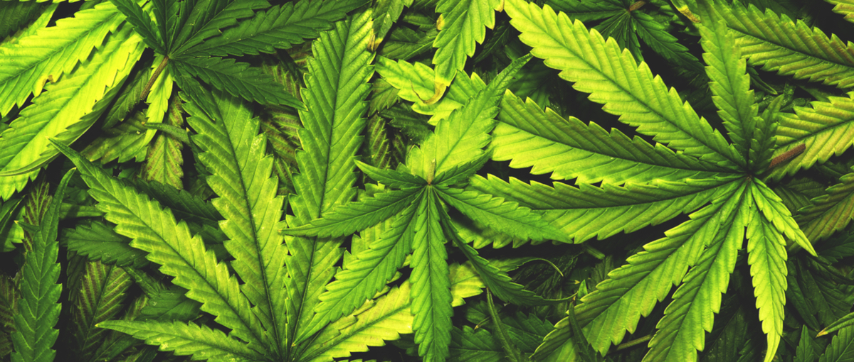 Epilepsia duen gaixo baten kasuak marihuana sendagarriei buruzko legea aldatuko du
